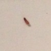 long brown bug on white background