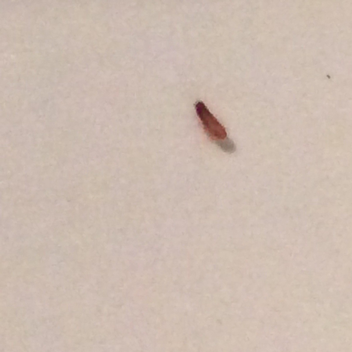 Little Bugs In Kitchen Drawers Thriftyfun
