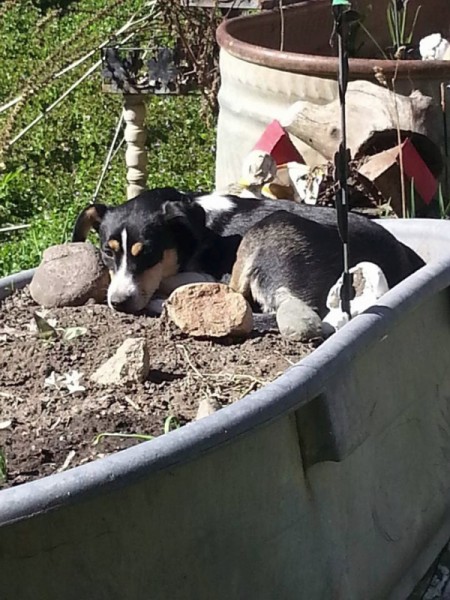 Avasun laying in the dirt