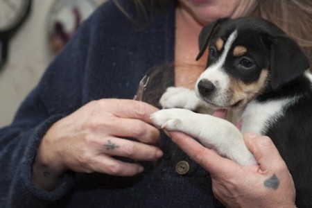 Avasun (Australian Shepherd Terrier Mix)