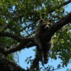 raccoon dangling in a tree to sleep