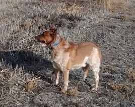 Redneck (Texas Heeler)