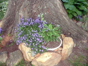 The Bellflower (Campanula Portenschlagiana)