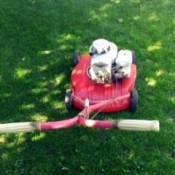 Vintage 3hp Briggs mower