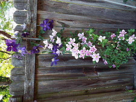 two clematis varieties growing together