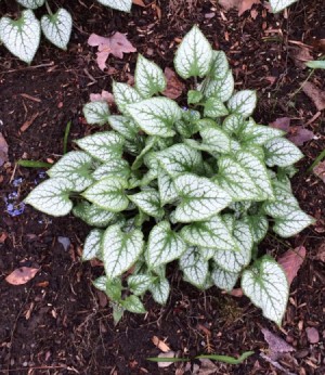 caladium like plant with white and green leaves