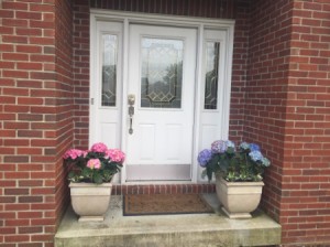 hydrangeas in pots