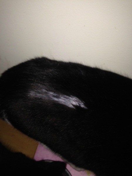 Why Is My Cat Losing Hair On His Back