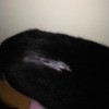 bald strip in cat's back