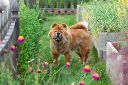 Honey in the garden