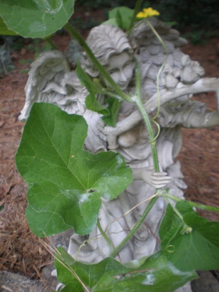 vine with statue