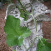 vine with statue