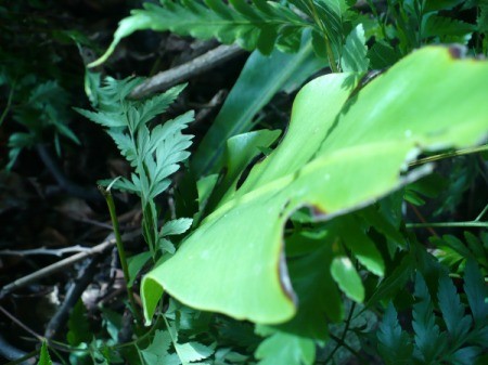 Tropical Fern Flower