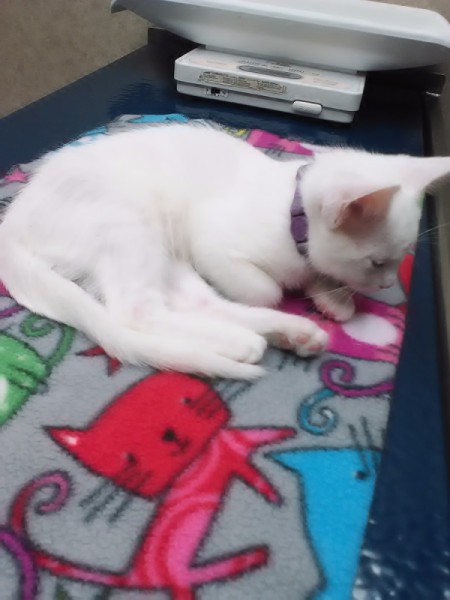 white kitten