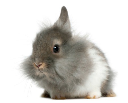 Very fluffy young grey and white lion head bunny.