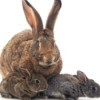 Brown mother rabbit and her babies