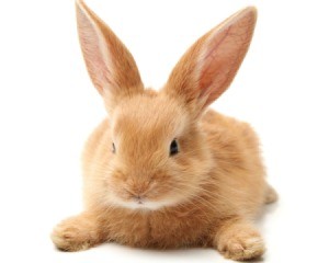 Super cute orange rabbit laying on tummy on white background