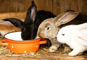 Black, Brown, and White rabbit in wooden hutch eating out of a bright orange pot