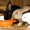 Black, Brown, and White rabbit in wooden hutch eating out of a bright orange pot