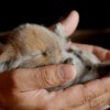 Very young baby bunny cupped by human hands