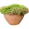 Plant with pink flowers in a large terra-cotta pot