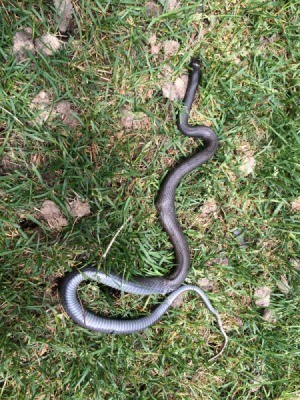 grayish snake