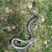 grayish snake