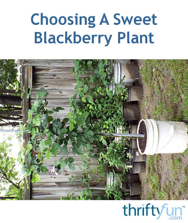sweetie pie blackberry plant