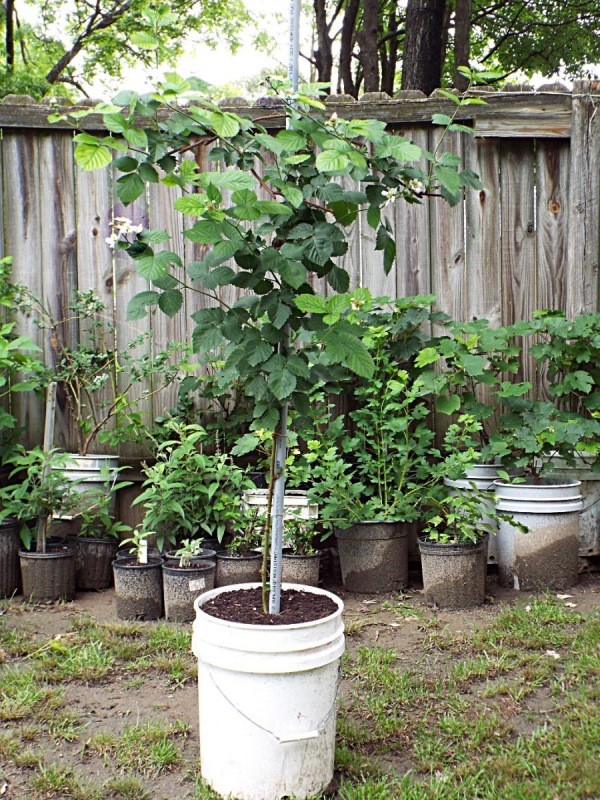 Black Satin blackberry plant