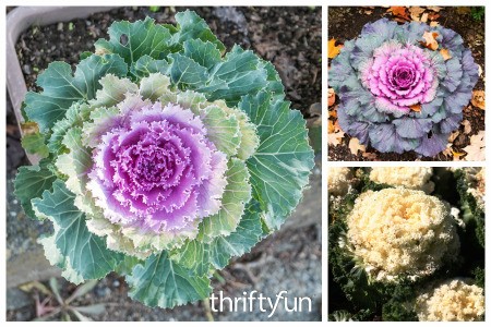 Growing Ornamental Kale