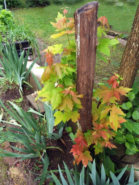 fall colors on maple tree water spouts in May