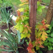 fall colors on maple tree water spouts in May