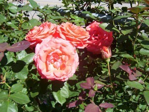 Gardening: Grow Larger Rose Blooms With Banana Peels