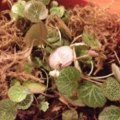 plant with smallish round leave of a light green with lighter veins