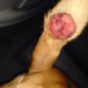 Large Red Bump on Dog