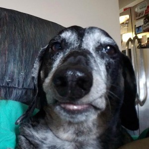 black and white Dachshund mix