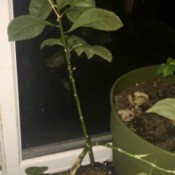 straggly houseplant with tall stalk and a few leaves