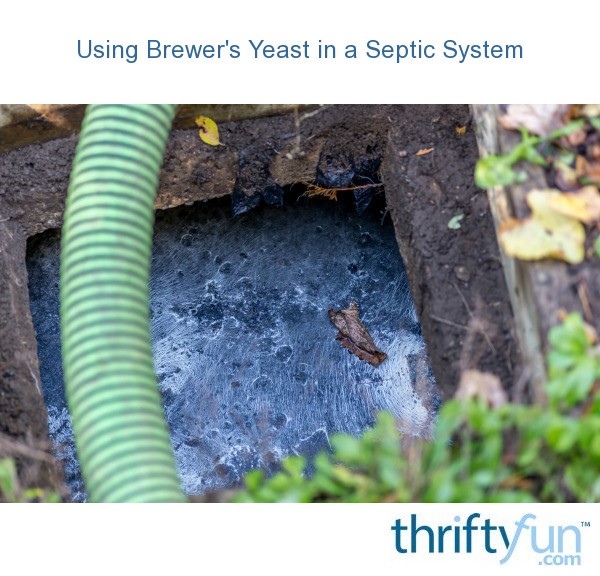 How much yeast to put in a septic tank