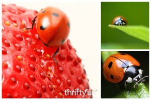 Feeding and Caring for Pet Ladybugs