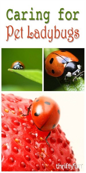 what do ladybugs eat in captivity