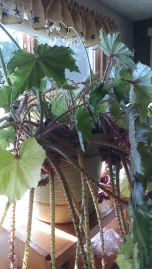 houseplant with long hanging parts with fuzzy red hairs