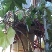 houseplant with long hanging parts with fuzzy red hairs