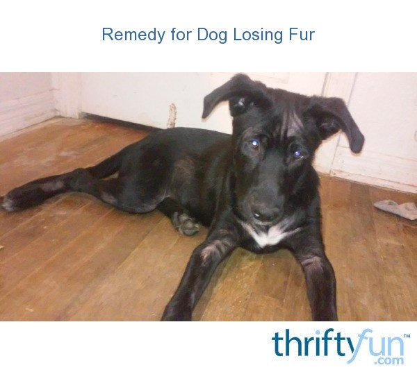 Remedy for Dog Losing Fur? ThriftyFun
