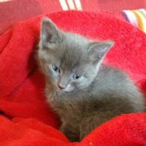 tiny grey kitten on red fleece blanket