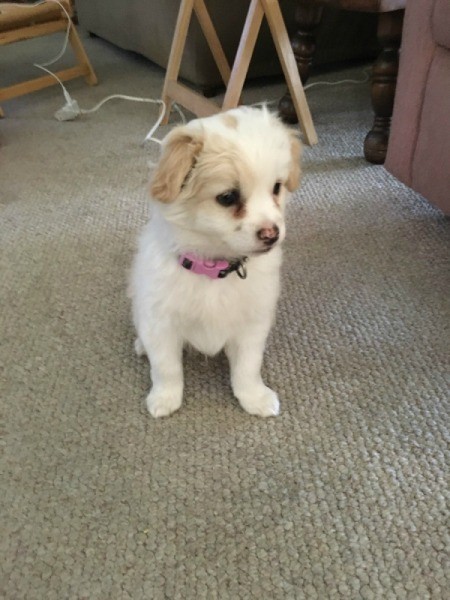 white puppy with yellowish ears