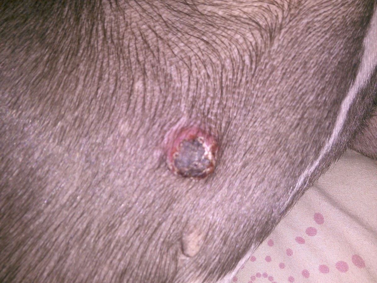 Lumps On Dogs Skin