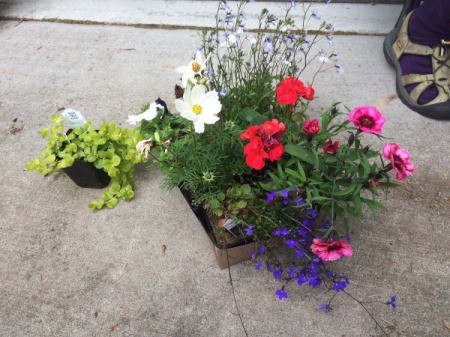 Planting a Hanging Flower Basket