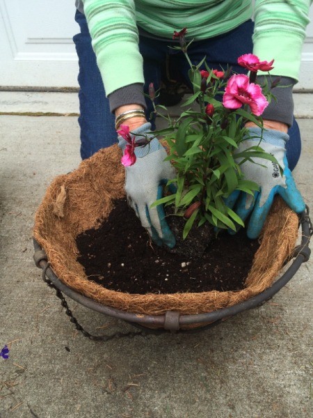 Planting a Hanging Flower Basket