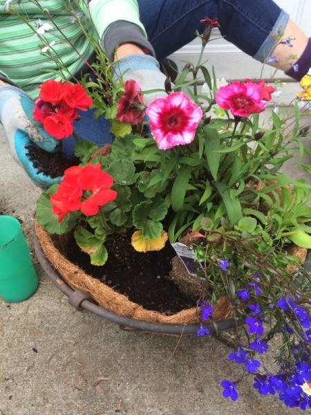 Planting a Hanging Flower Basket