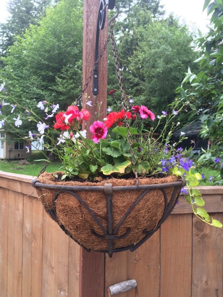 Planting a Hanging Flower Basket